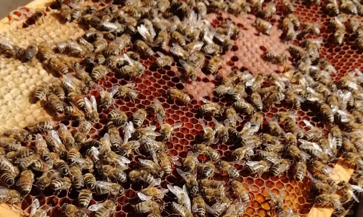 4 Std. Imker-Schnupperkurs inkl. 2 Gläser Bio-Honig für 1-2 Personen