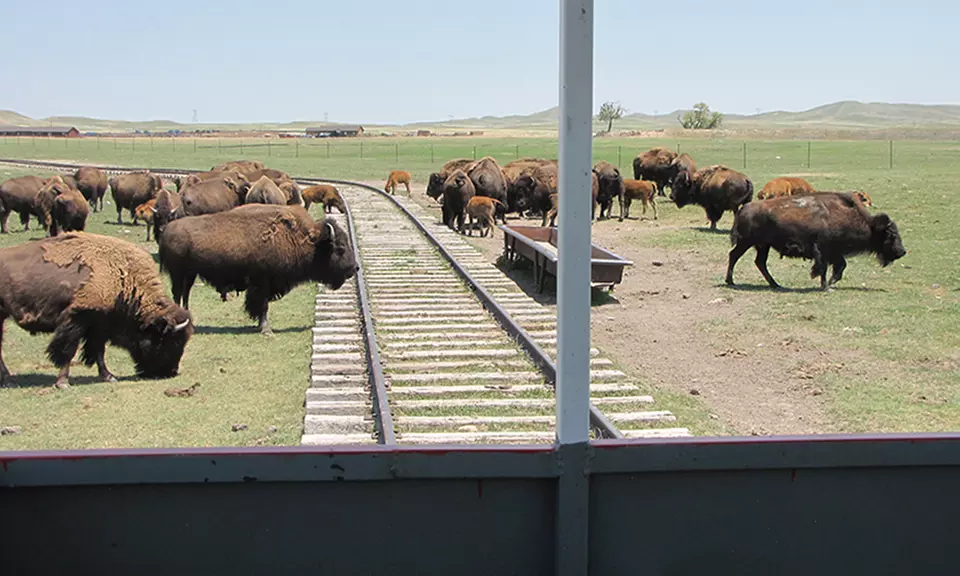A Bison Train Tour; Hand-Feed Bison & Enjoy Scenic Views