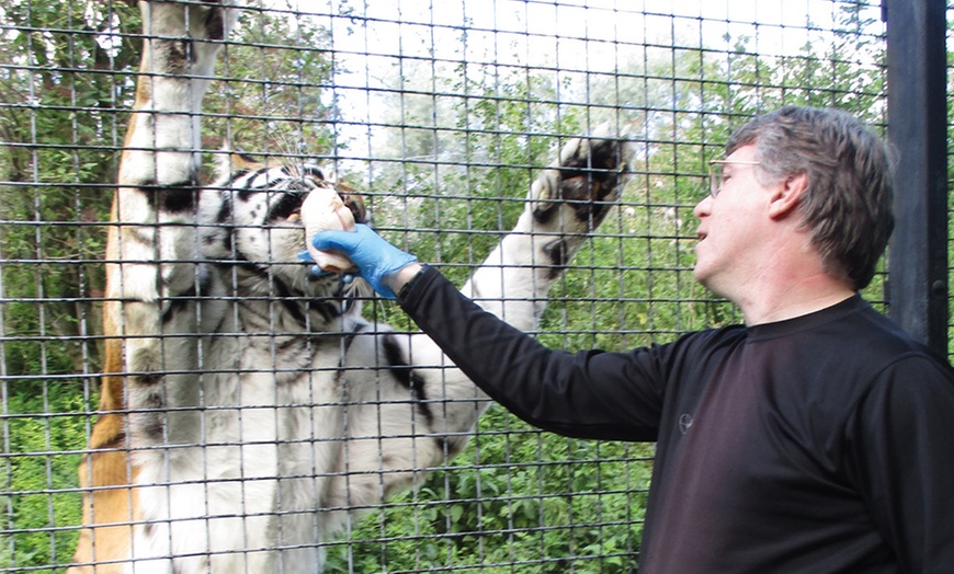 Image 2: Meet and Feed Big Cat for Two