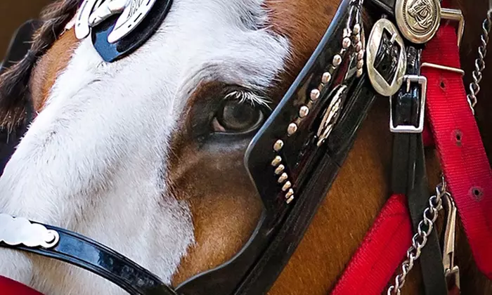 Hay Ride on December 15, or Carriage Ride on December 31 at Denver Equestrians (Up to 17% Off) - Second Medium