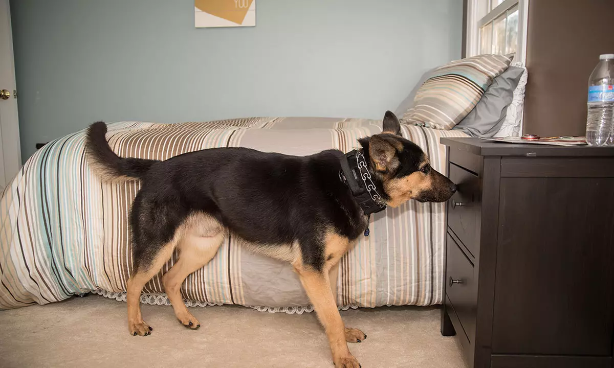 $100 Off $199 Worth of Private Drug Dog Service - Primary Image