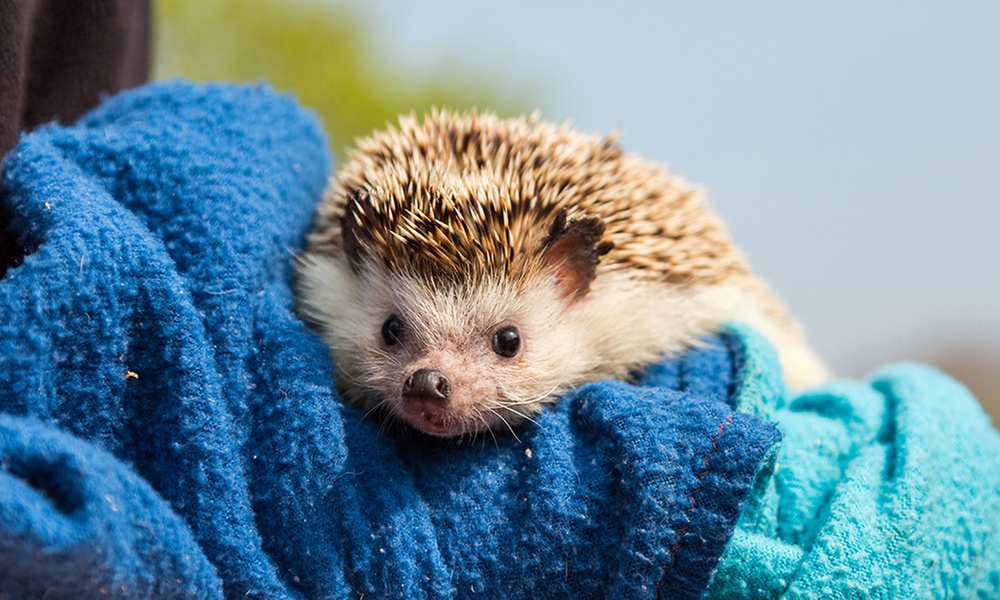 Get Up Close with Mini Animals in a Junior Zookeeper Experience for 2