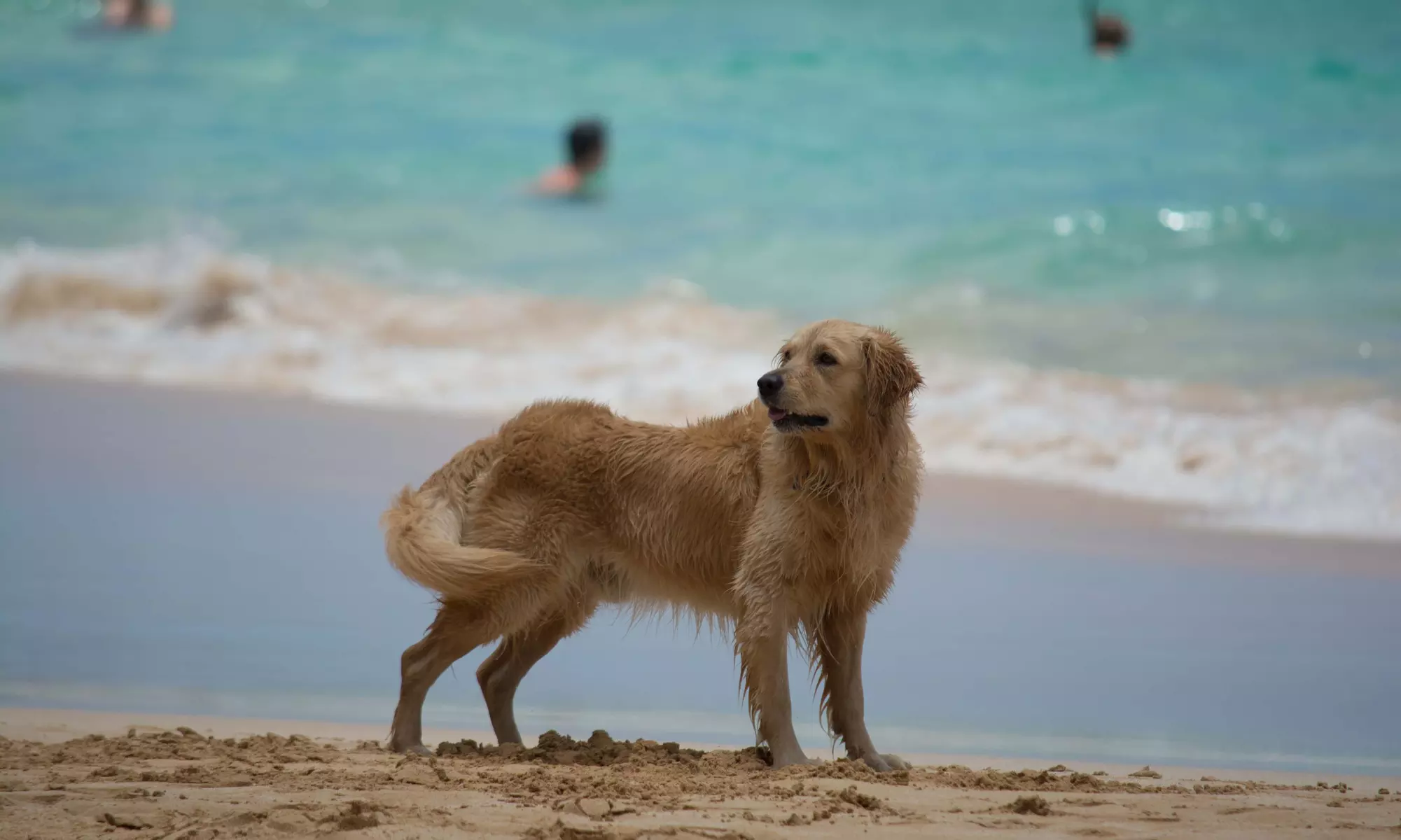 $30 for $100 Worth of Services — Mike's Mutt Struts - Primary Image