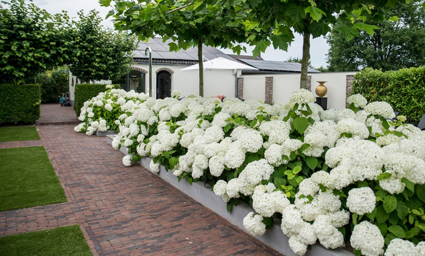 Image 4: One or Two Hydrangea  Annabelle Potted Plants