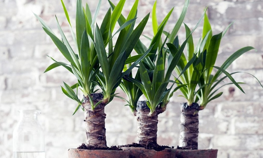 Image 1: Three or Six Indoor Yucca Trees