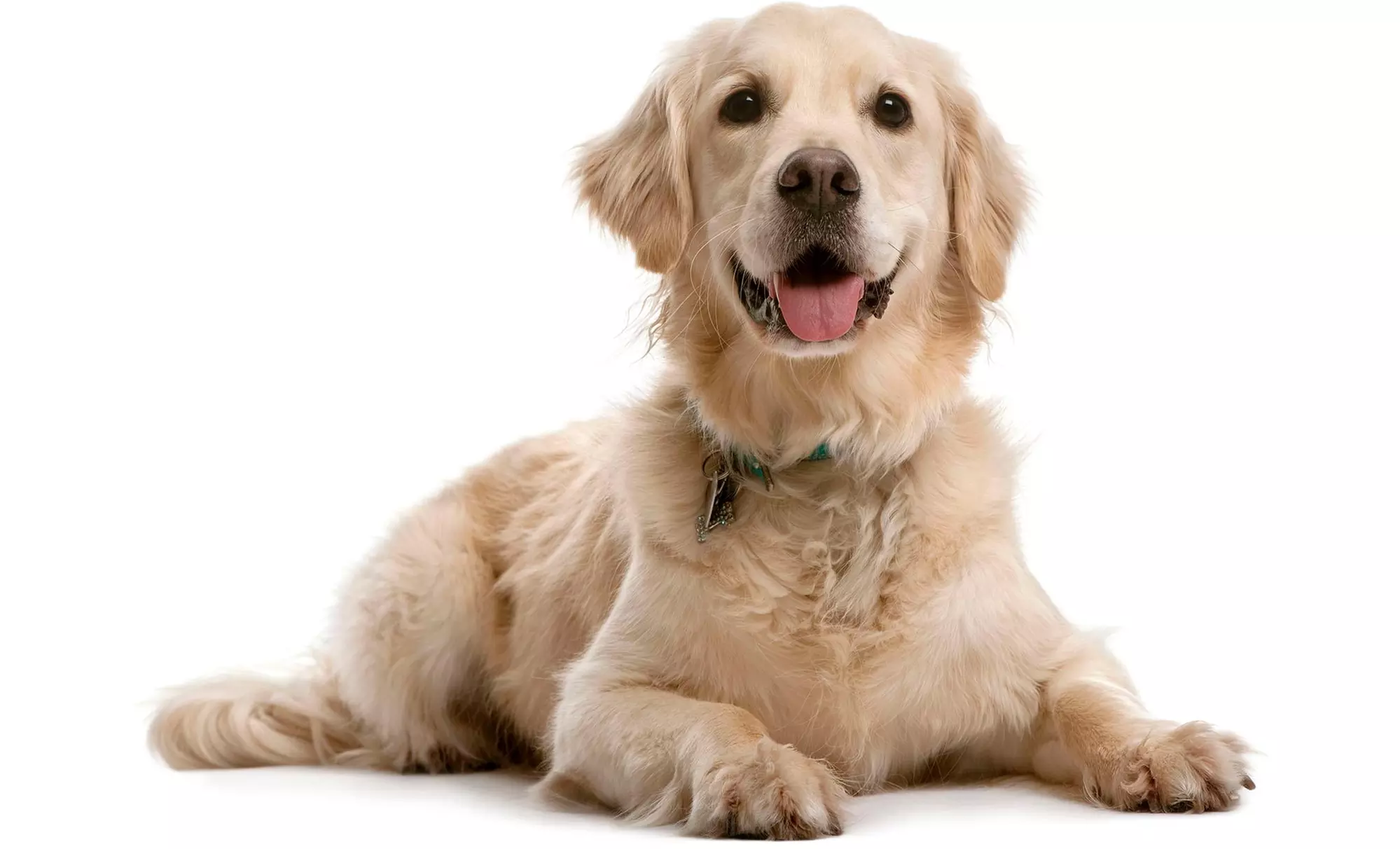 $66 for $140 Worth of Services — Woof Sunriver - Primary Image