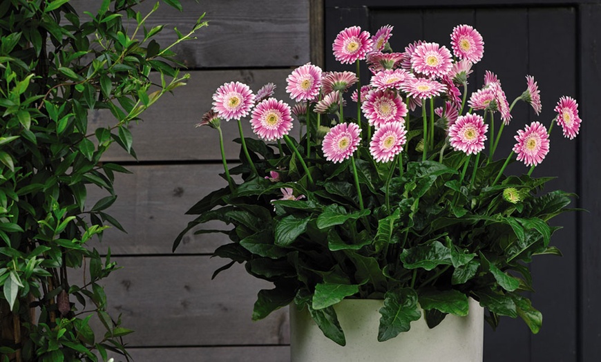 Image 1: Gerbera Sweet Fiesta Plant