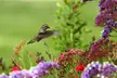 Hummingbird, Butterfly & Songbird Flower Seed Mats w/ Soil Block (1, 2, 3-Pack) - Second Medium