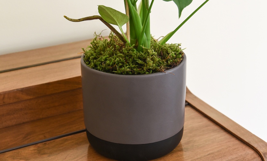 Image 6: Swiss Cheese Plant with Pot