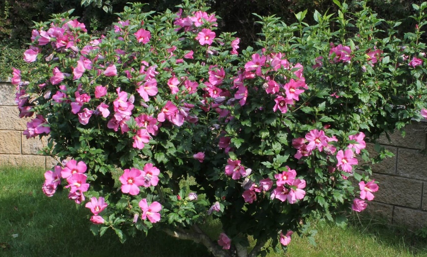 Image 3: Pianta Hibiscus tricolore