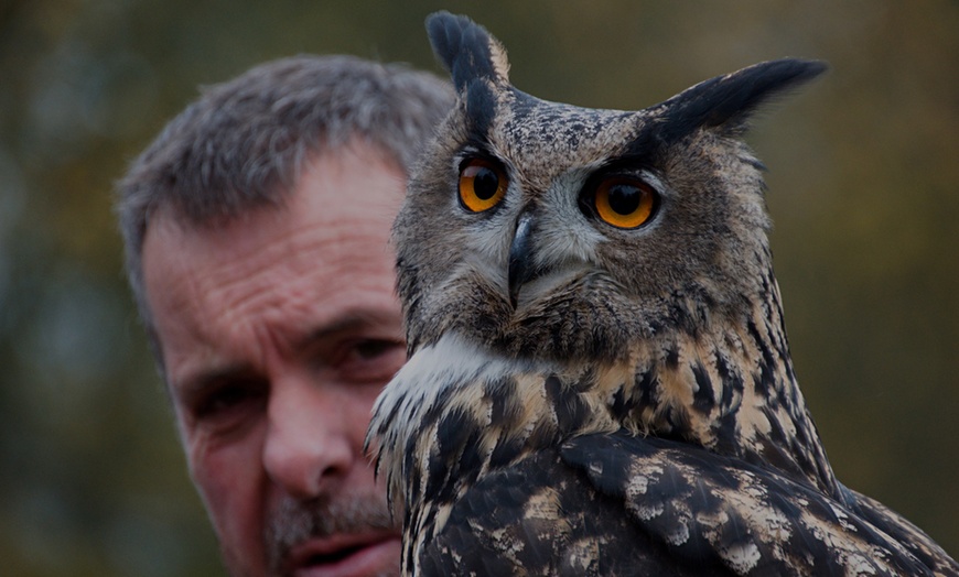 Image 1: Birds of Prey Experience at Hawksflight Falconry
