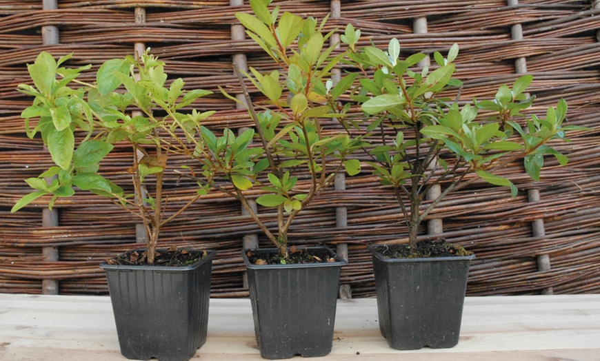 Image 5: Dwarf Azalea Collection - up to 4 Potted Plants