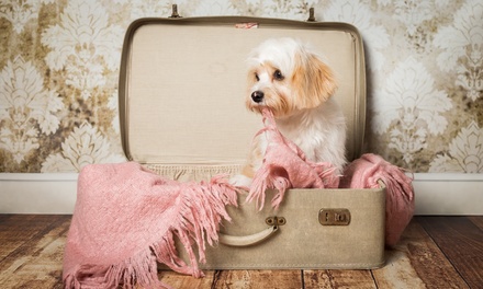 Pet photoshoot with prints and £75 worth of vouchers - Natalie Jayne Photography