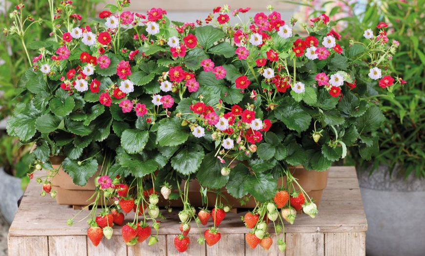 Image 2: Strawberry Summer Breeze Collection - 3, 6 or 9 Potted Plants