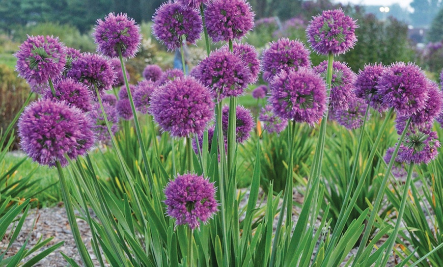 Image 3: Allium Lavender Bubbles - 1, 2 or 3 Potted Plants
