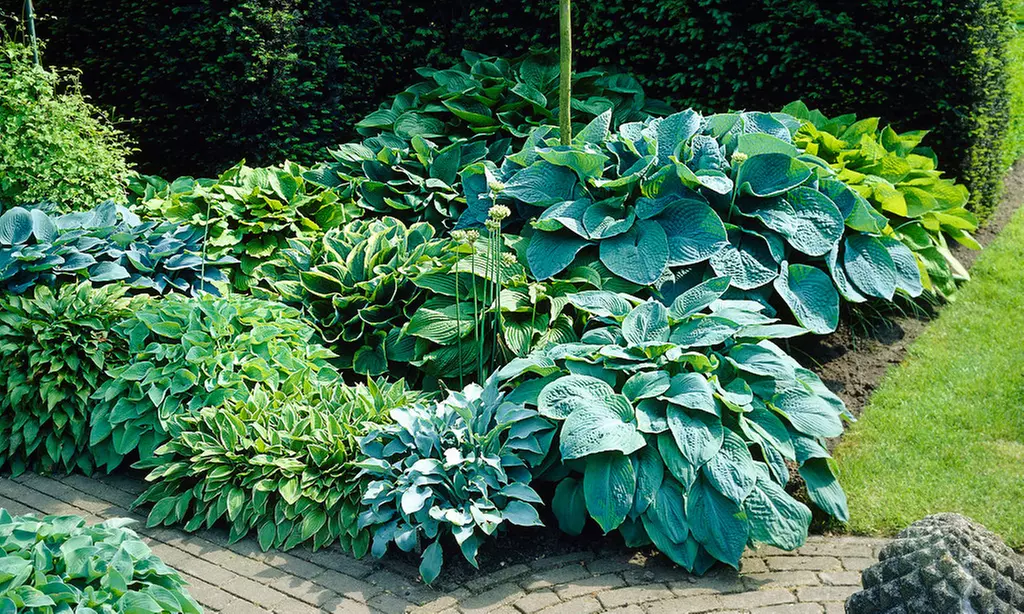 Hosta Fragrant Upright Bare Root Plant Mix (9-Piece) - Primary Image