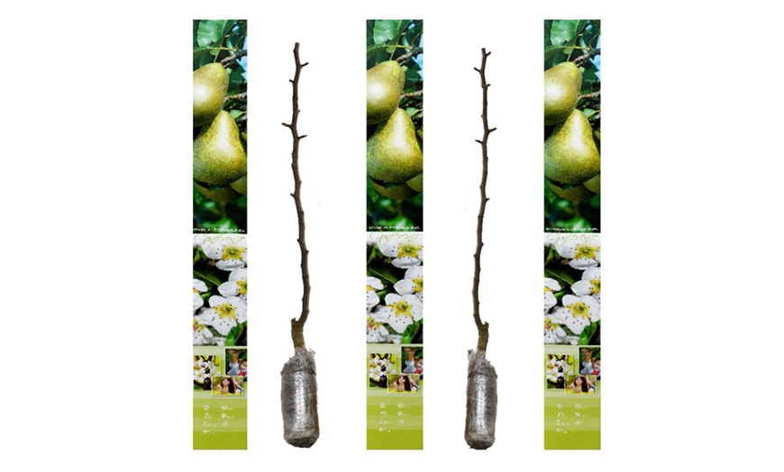 Image 17: Lot de 3, 5 ou 10 arbres fruitiers fuseaux