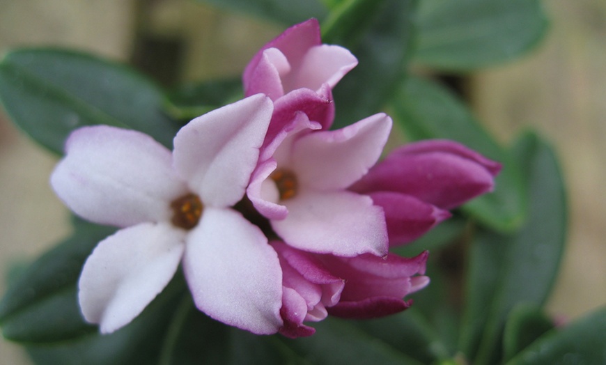 Image 2: Daphne Tangutica Pot