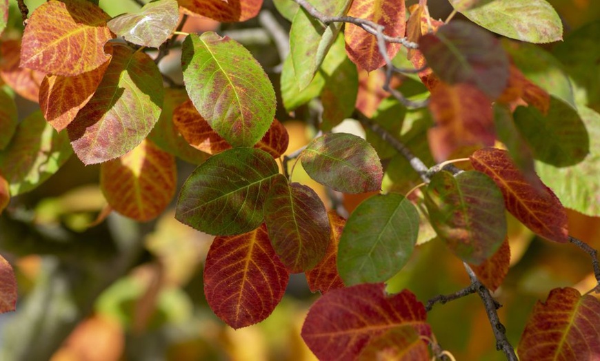 Image 5:  Mixed Hardy Shrub Collection - 8, 16 or 24 Plants