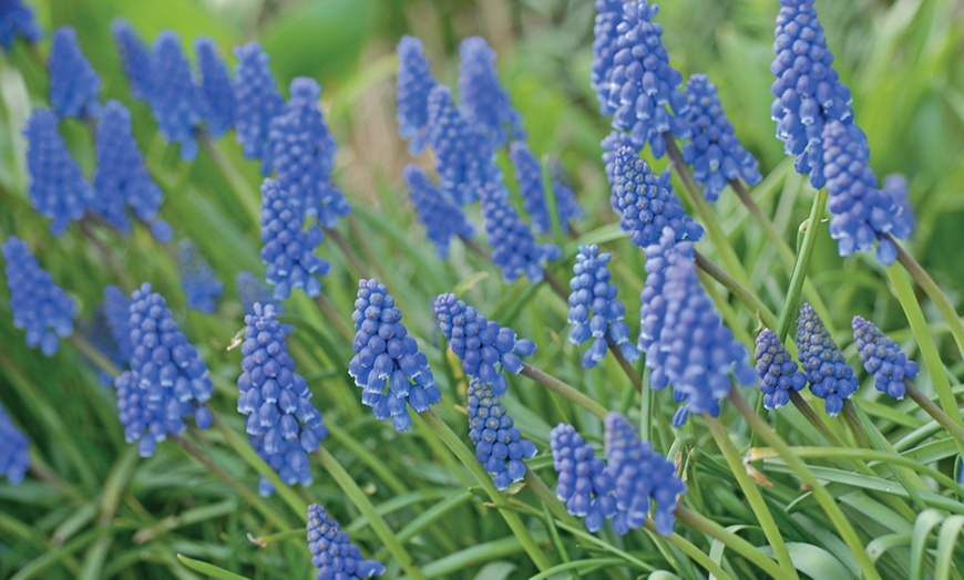 Image 2: Tulip and Muscari 'Purple Rain Mix' - 20 or 40 Bulbs