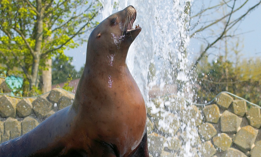 Image 2: Eintrittskarte Dolfinarium
