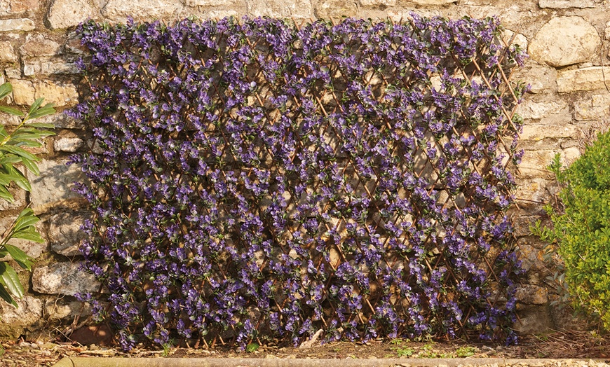 Image 10: Artificial Hedge Trellis