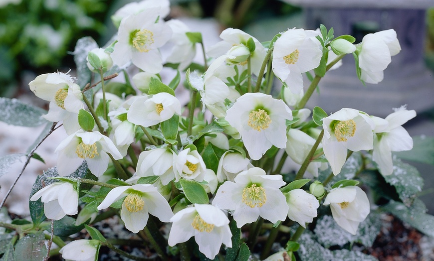 Image 3: Christmas Rose Plants