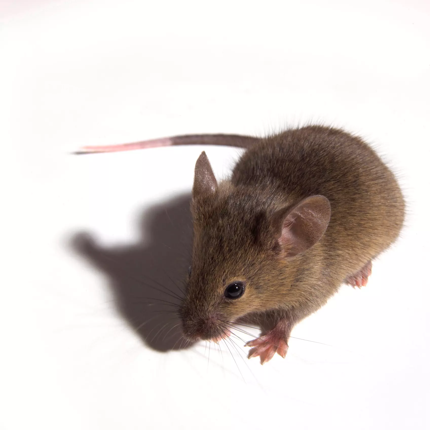 One-Week Rodent-Trapping Program and Entry-Point Inspection from Pest Eliminators Inc (45% Off) - Primary Image