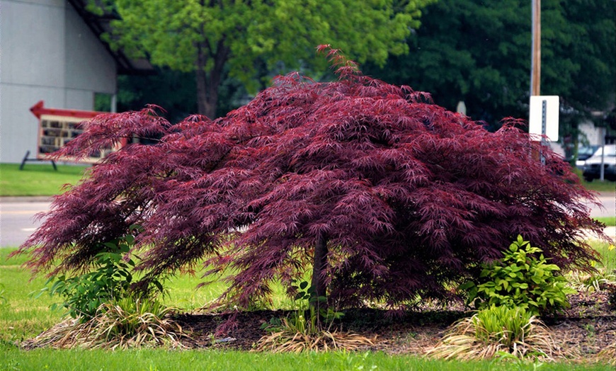 Image 1: Large Japanese Weeping Maples