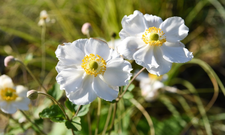 Image 1: Anemone 'Wild Swan'