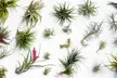 Mezcla de 6 o 12 plantas de aire Tillandsia - Second Medium