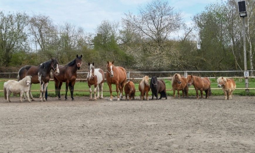 Image 6: Kuscheln mit einem Pony