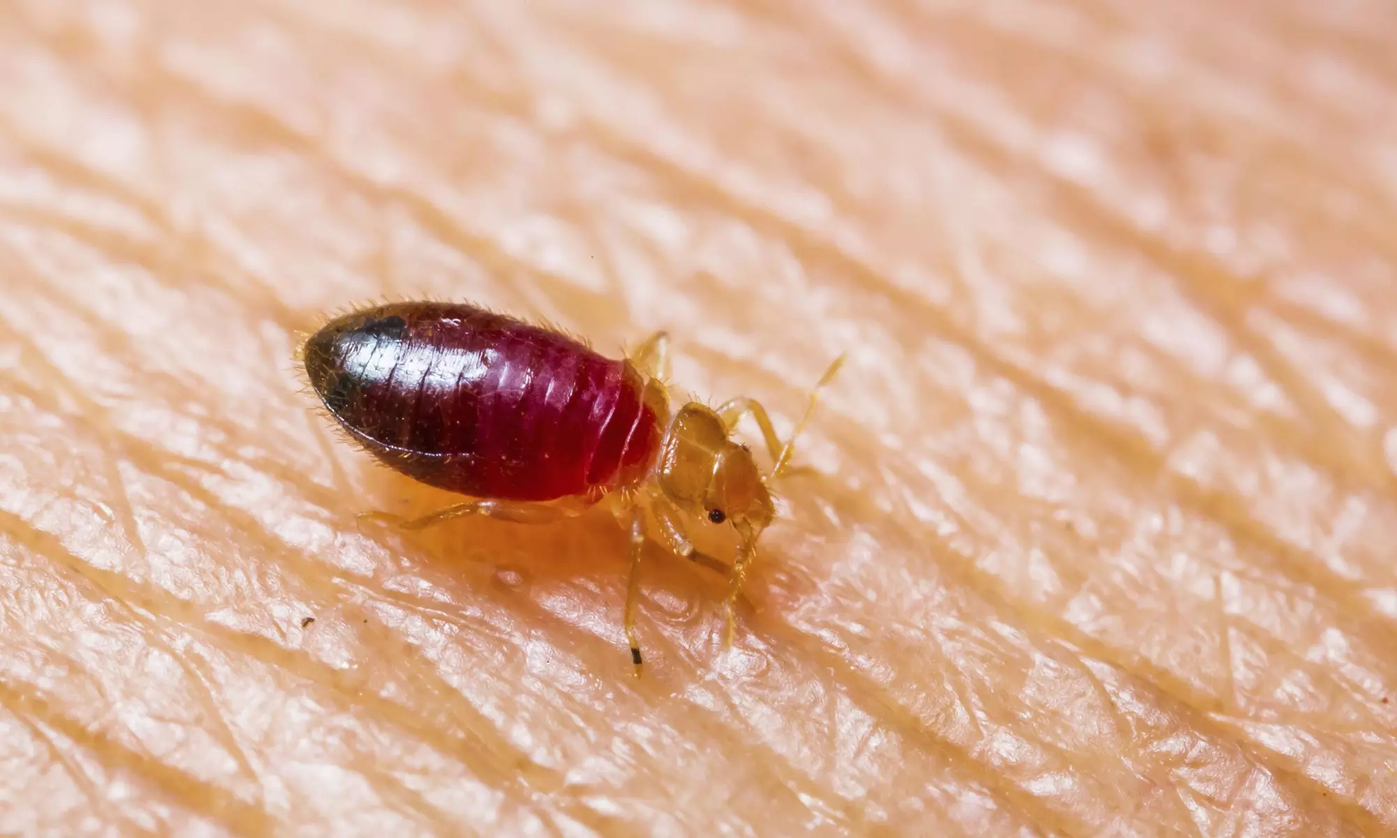 $119 for $220 Groupon — Central Ohio K9 Bed Bug Unit - Primary Image