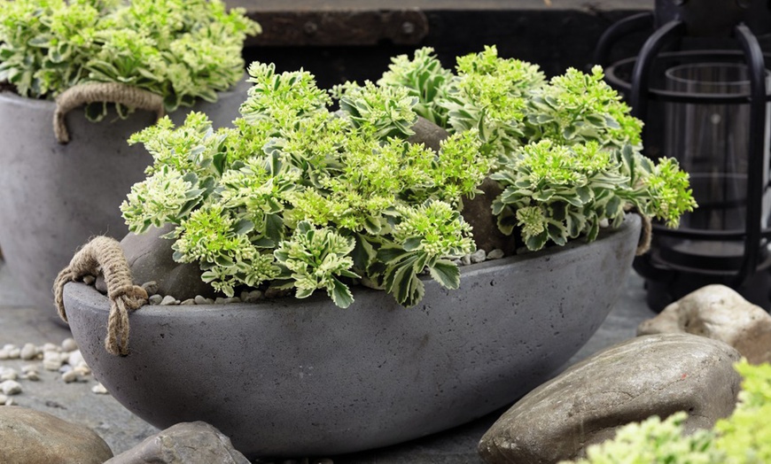 Image 6: Sedum Atlantis Plant