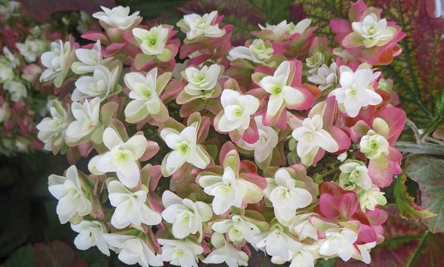 Image 2: Hydrangea Quercifolia Snowflake Plants