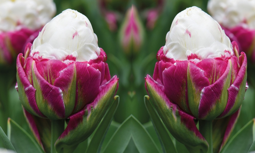 Image 1: 10 or 15 Tulip "Ice Cream" Bulbs