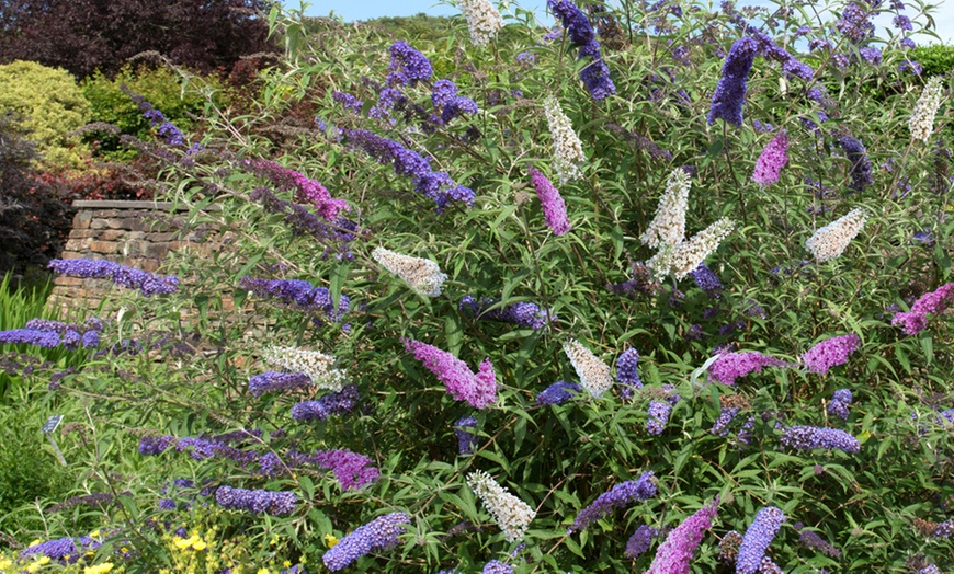 Image 15: Mixed Potted Buddleja 'Butterfly Bush' Plants 