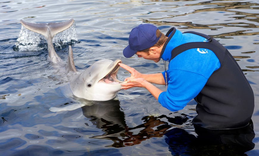 Image 4: Eintrittskarte Dolfinarium
