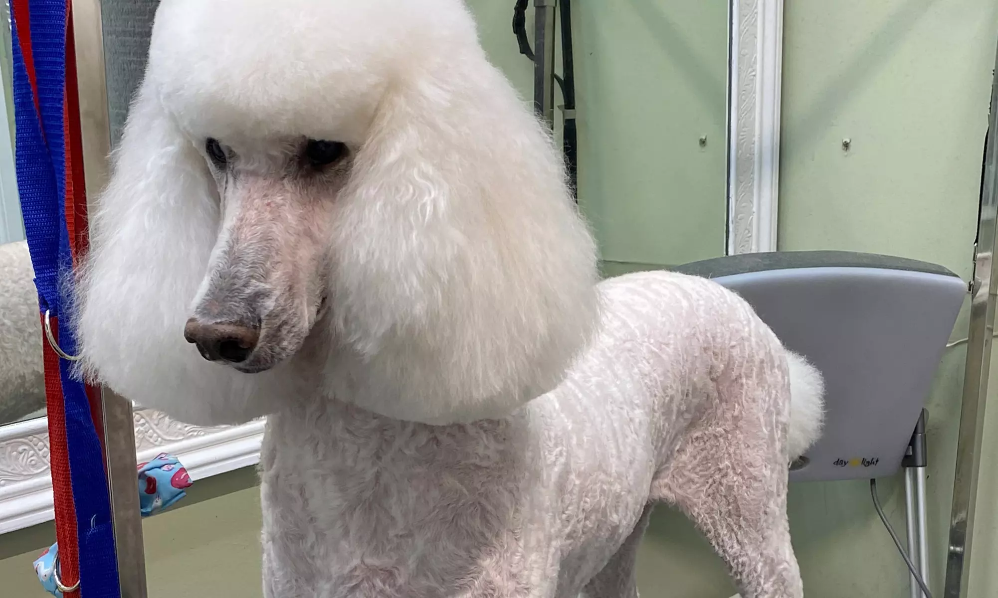 Luxurious Spa Setting and Comprehensive Grooming Packages for Dogs