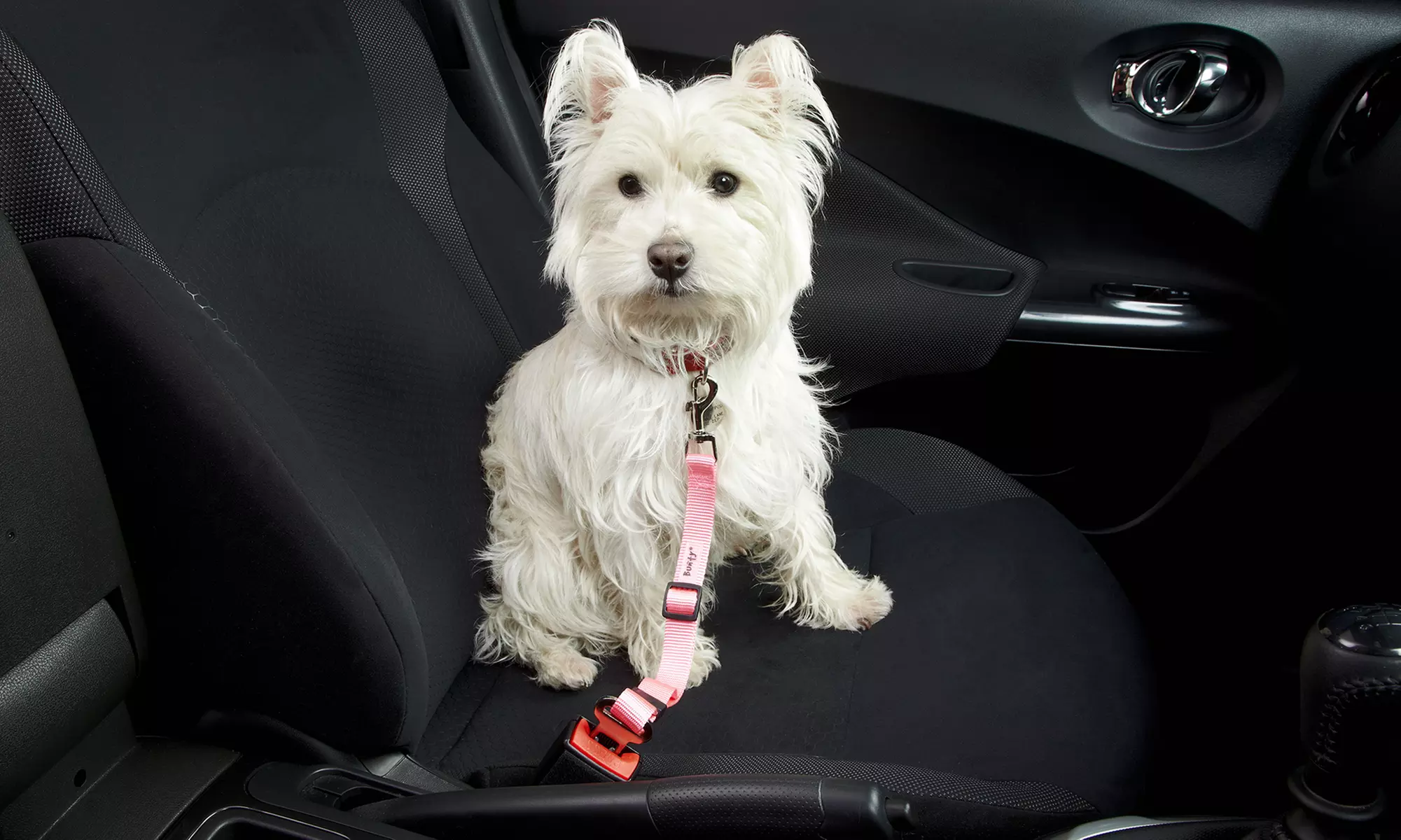 Bunty Haustier-Sicherheitsgürtel für Hunde und Katzen in der Farbe nach Wahl - Primary Image