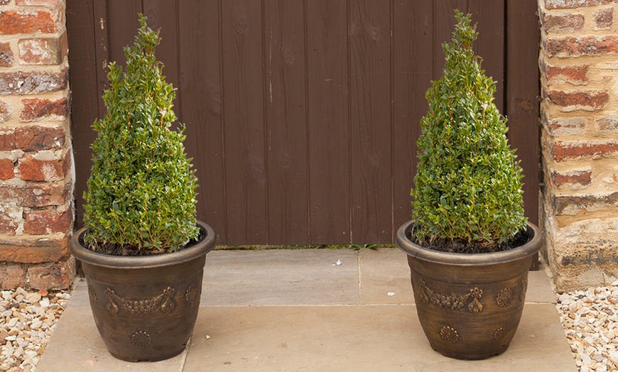 Image 1: Pair of Buxus Pyramids