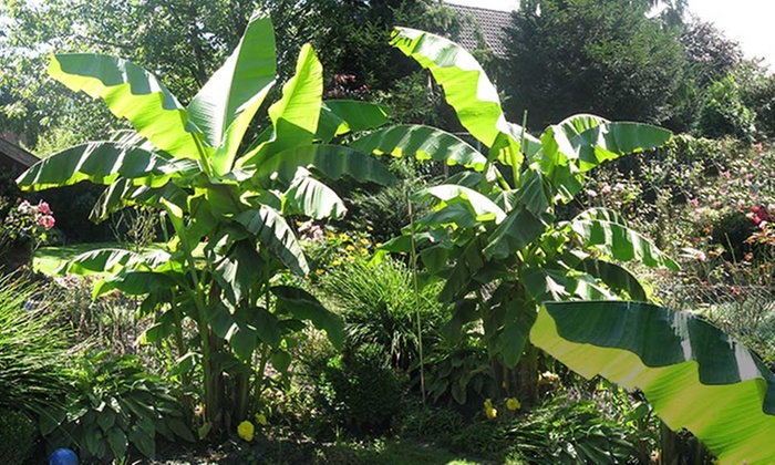 Winter-Hardy Banana Plants | Groupon