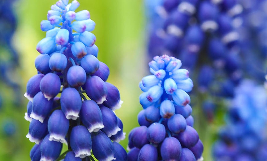 Image 2: 50 or 100 Muscari 'Joyce Spirit' Spring Flowering Bulbs