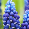 Image 2: 50 or 100 Muscari 'Joyce Spirit' Spring Flowering Bulbs