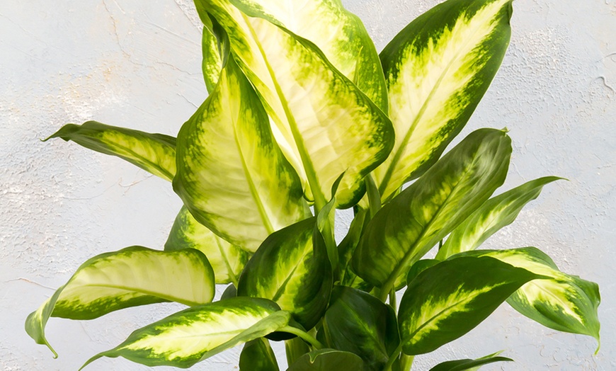 Image 5: 3 or 6 Exotic Houseplants