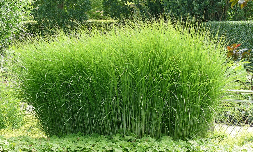 Image 7: Plante "Miscanthus Gracilimus"