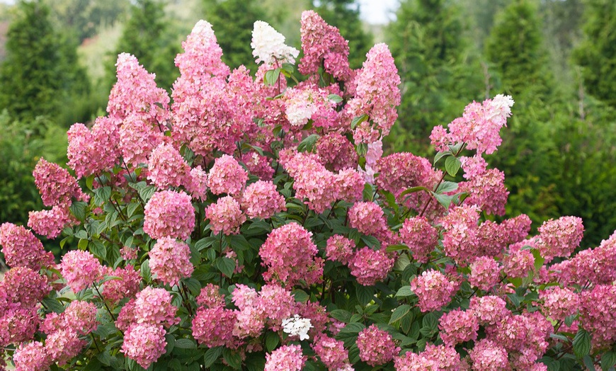 Image 4: Hortensia Pink Diamond 