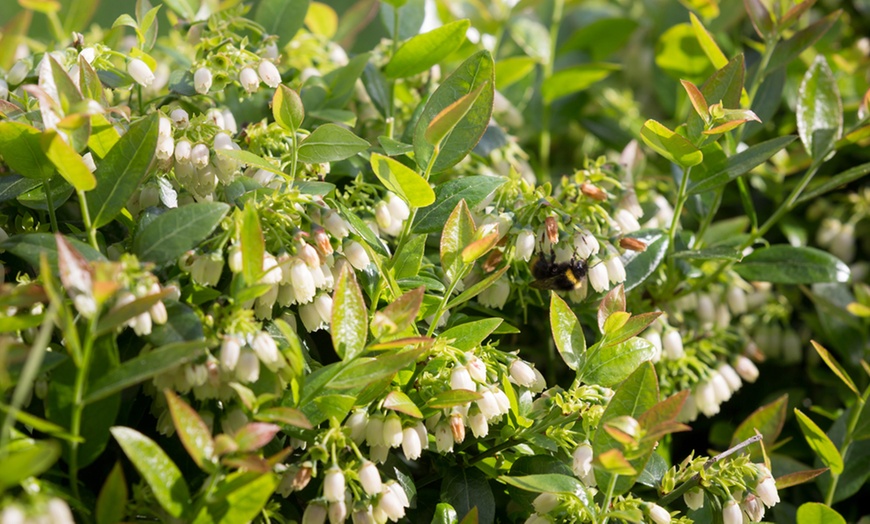 Image 3: Blueberry BerryBux Plants