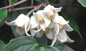 Clematis Winter Beauty - 1, 2...