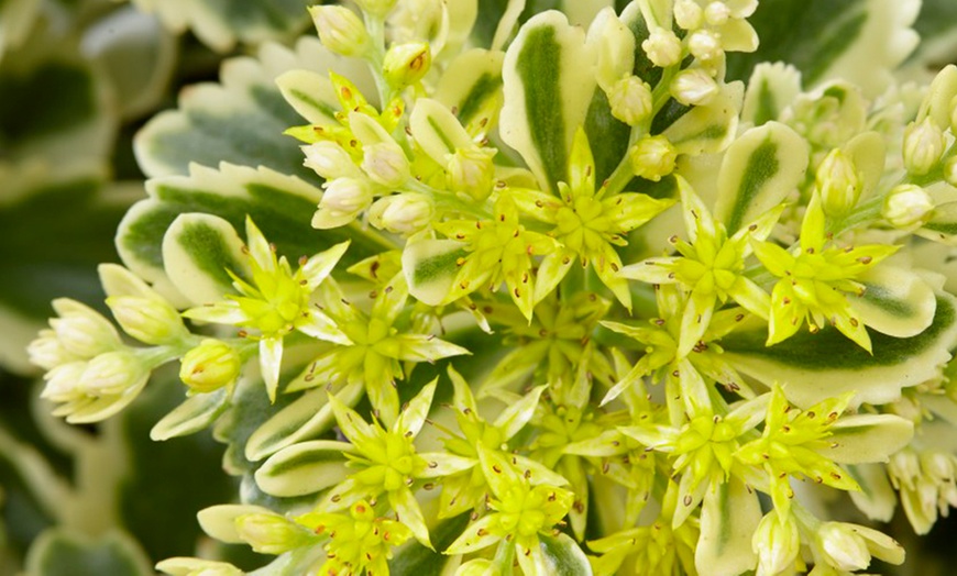 Image 4: Sedum Atlantis Plant